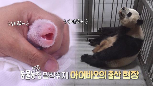 아이바오 쌍둥이 자매 출산기
