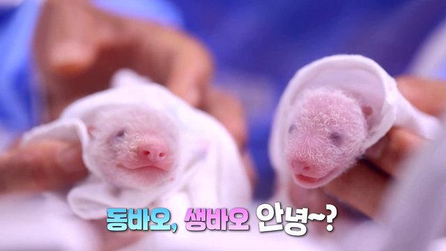 아이바오 쌍둥이 자매 육아기