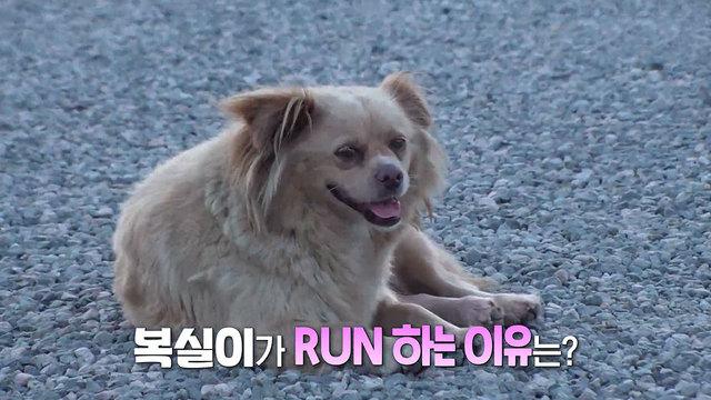 도둑젖 복실이