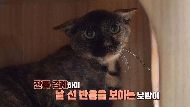 예민냥 낮밤이의 이중생활 