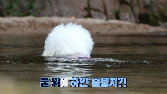 물친(?) 개, 모찌